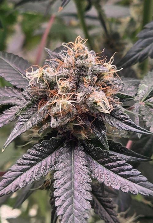 Booberry Coockies RBX. Week 16
