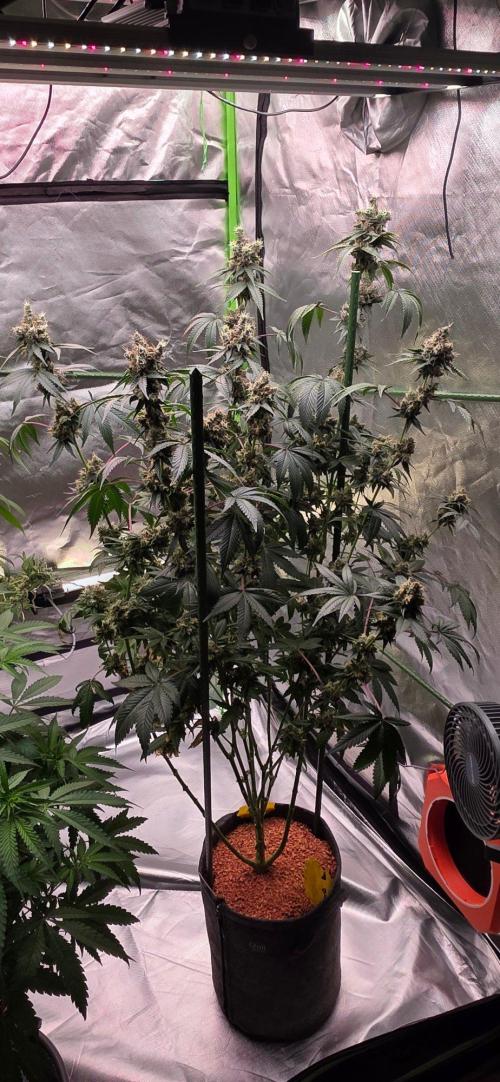 Booberry Coockies RBX. Week 17