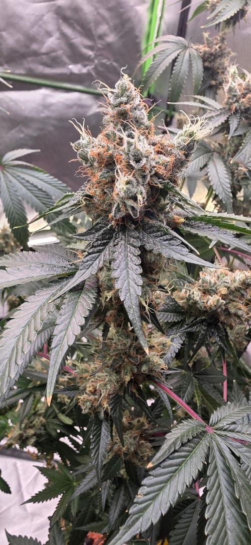 Booberry Coockies RBX. Week 17