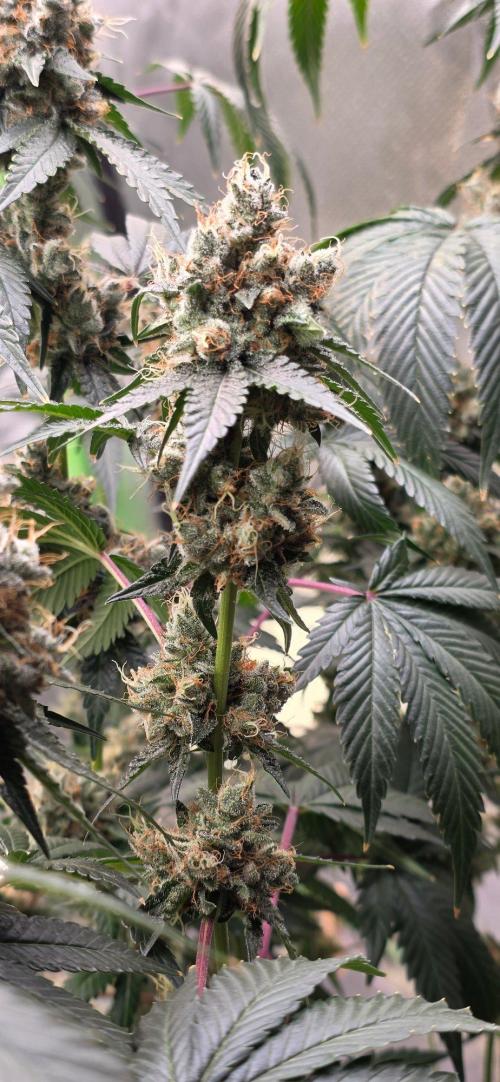 Booberry Coockies RBX. Week 17
