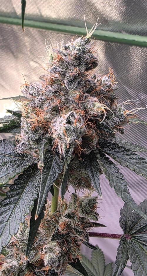 Booberry Coockies RBX. Week 17