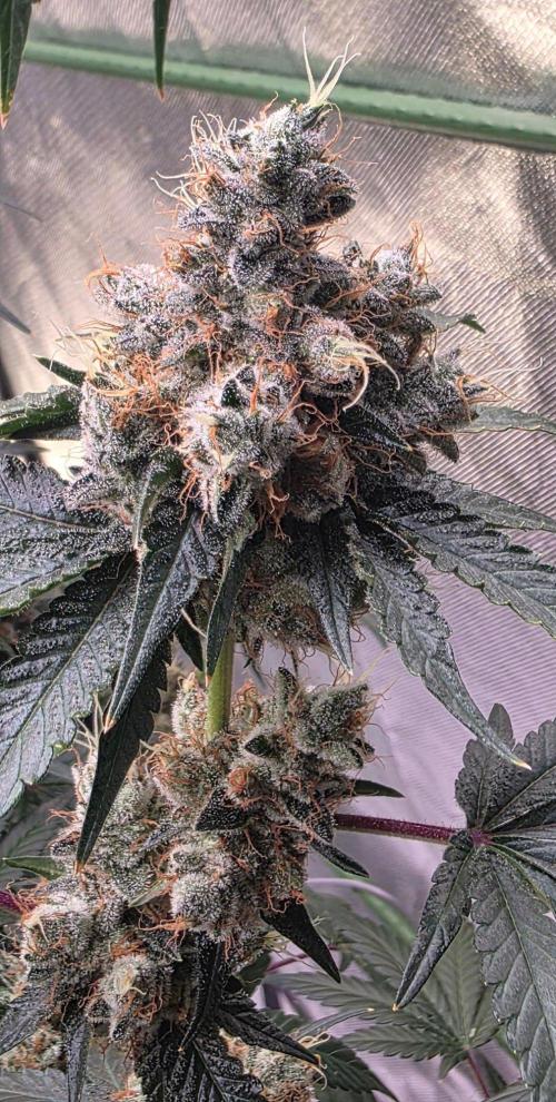 Booberry Coockies RBX. Week 17
