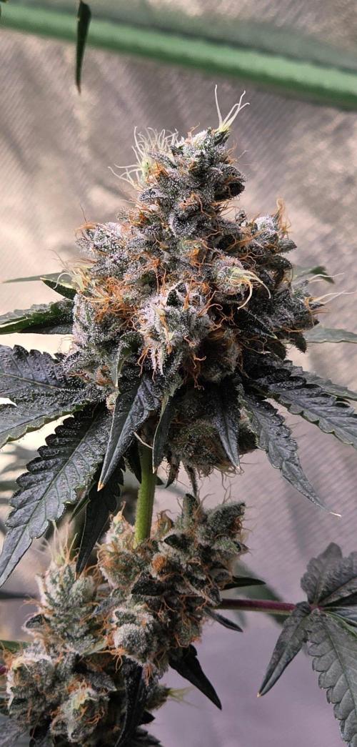 Booberry Coockies RBX. Week 17