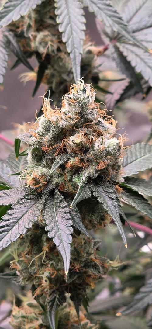 Booberry Coockies RBX. Week 17