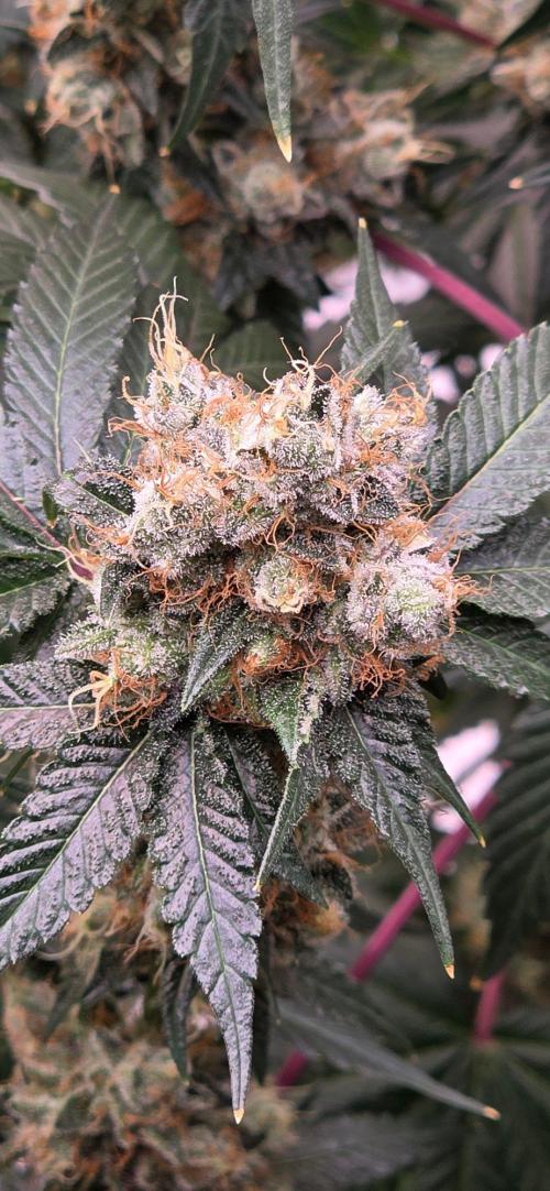 Booberry Coockies RBX. Week 17