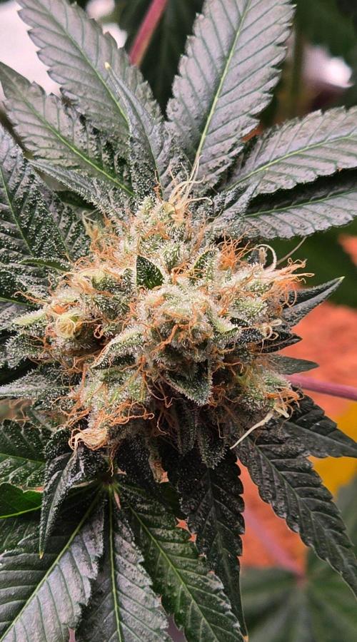 Booberry Coockies RBX. Week 17