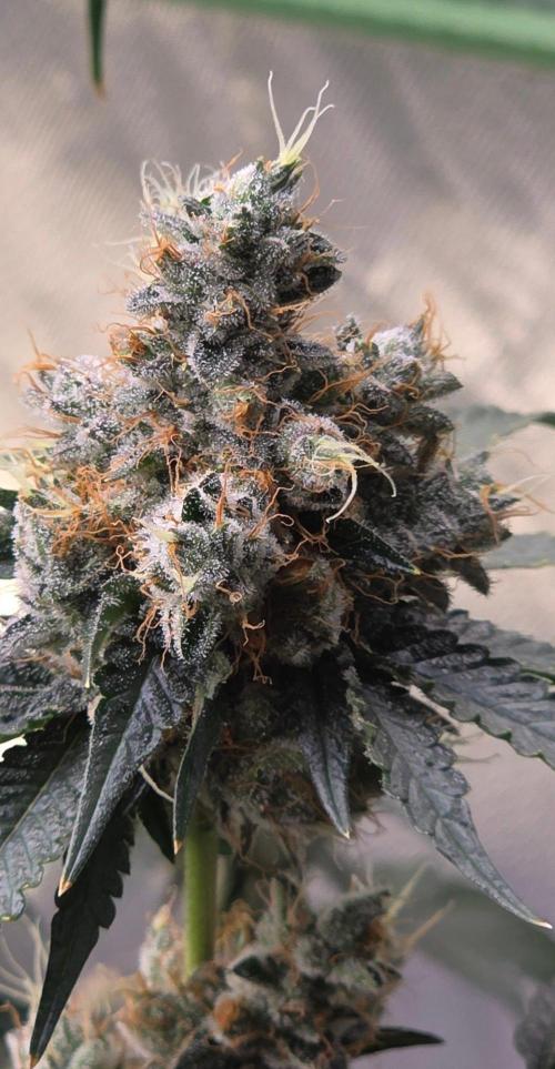 Booberry Coockies RBX. Week 17