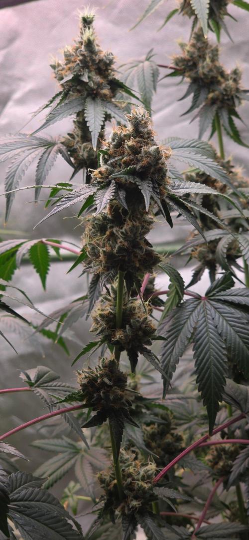 Booberry Coockies RBX. Week 17
