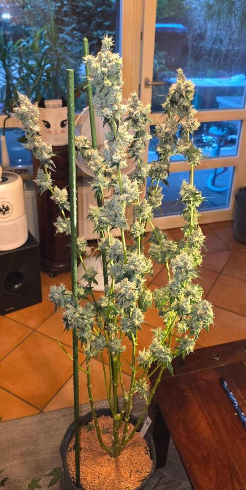 Booberry Coockies RBX. Week 17