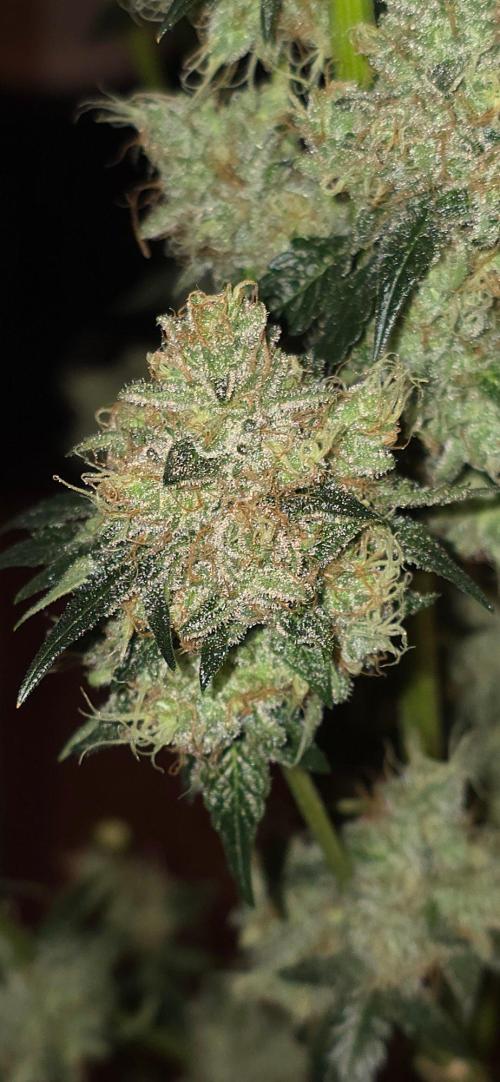 Booberry Coockies RBX. Week 17