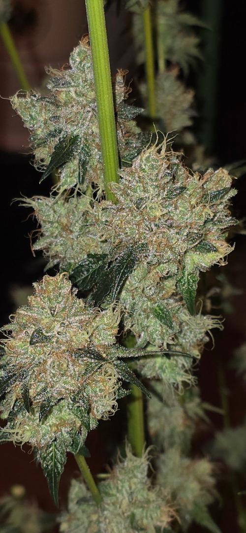Booberry Coockies RBX. Week 17
