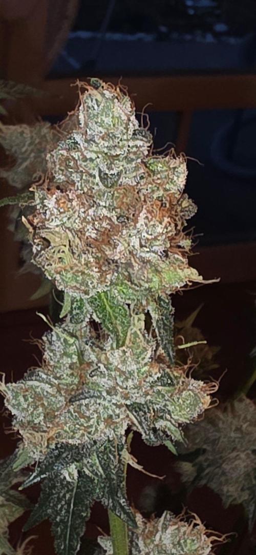 Booberry Coockies RBX. Week 17