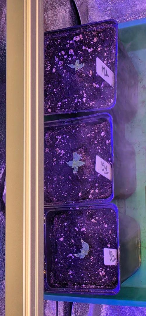 Triple Mints XXL Fem. Week 1