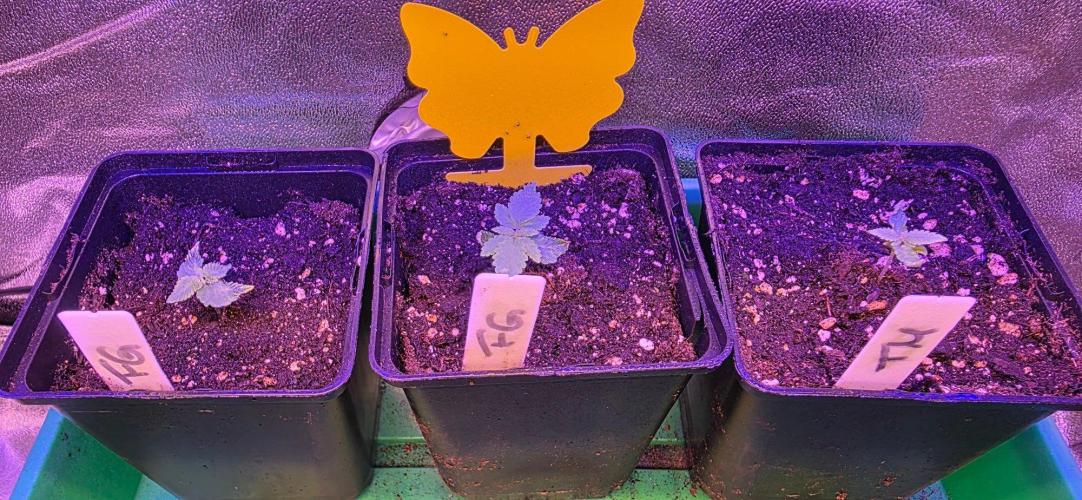 Triple Mints XXL. Week 2