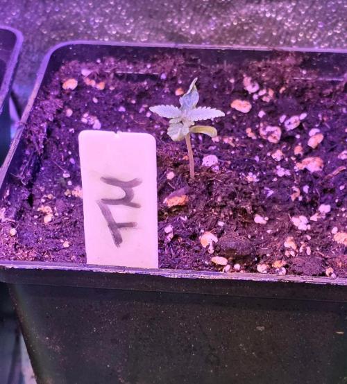 Triple Mints XXL. Week 2