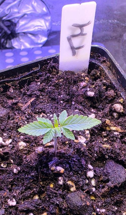 Triple Mints XXL. Week 2