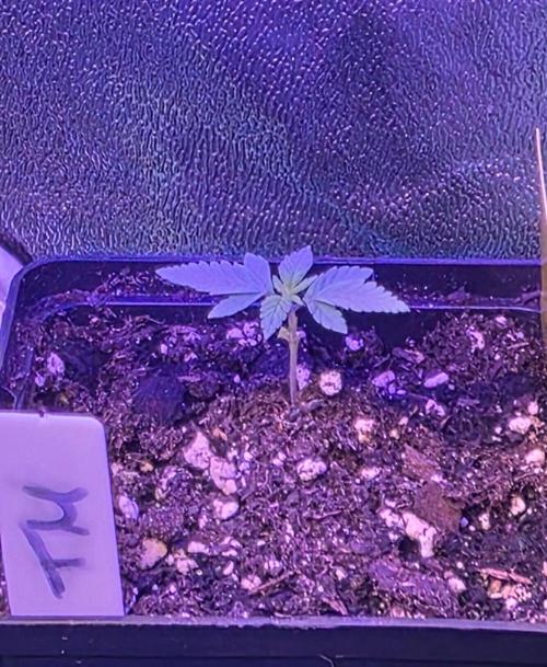 Triple Mints XXL. Week 2