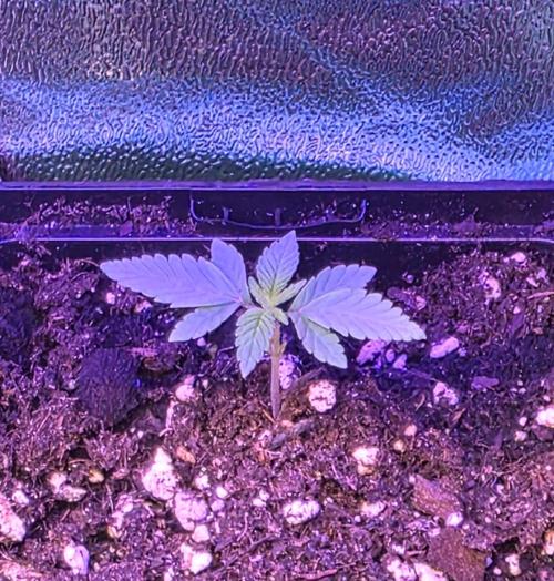Triple Mints XXL. Week 2