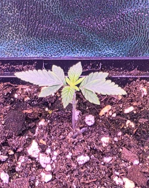 Triple Mints XXL Fem. Week 2