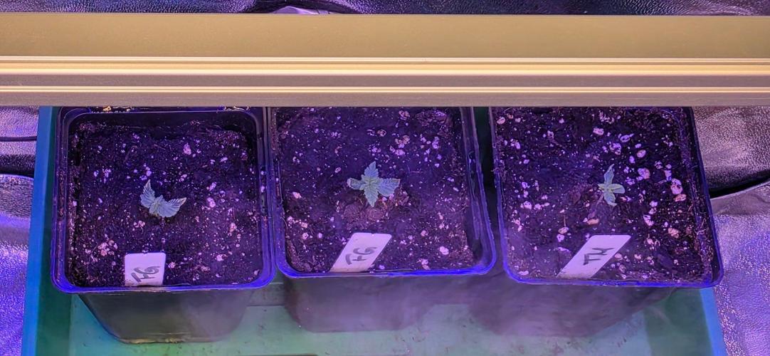 Frosted Grapes XXL. Week 1