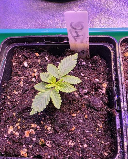 Frosted Grapes XXL. Week 2