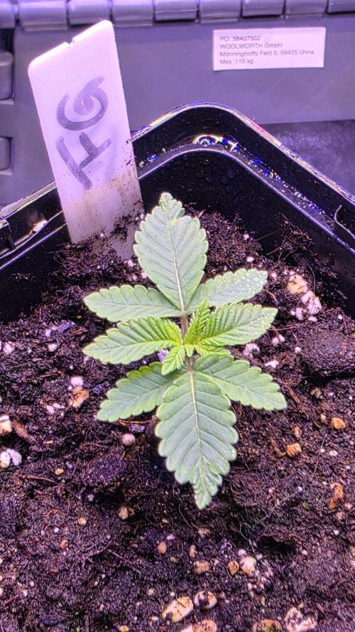 Frosted Grapes XXL. Week 2