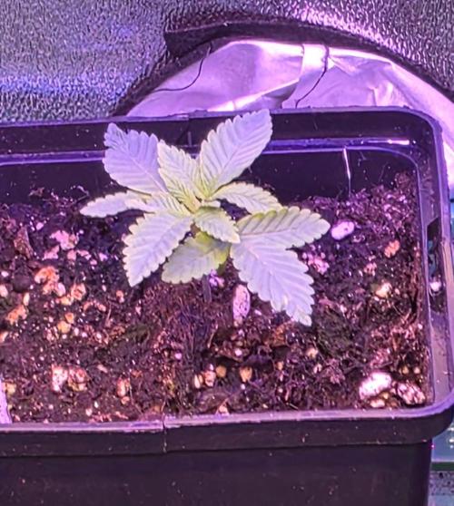 Frosted Grapes XXL. Week 2