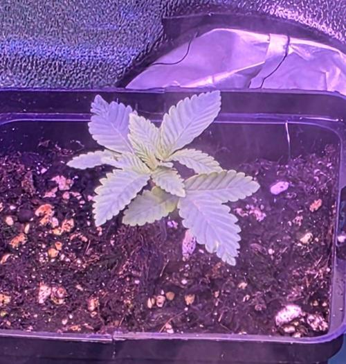 Frosted Grapes XXL. Week 2