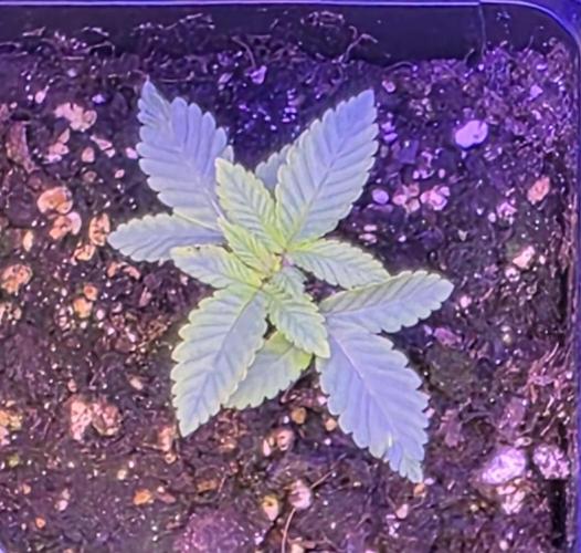 Frosted Grapes XXL. Week 2