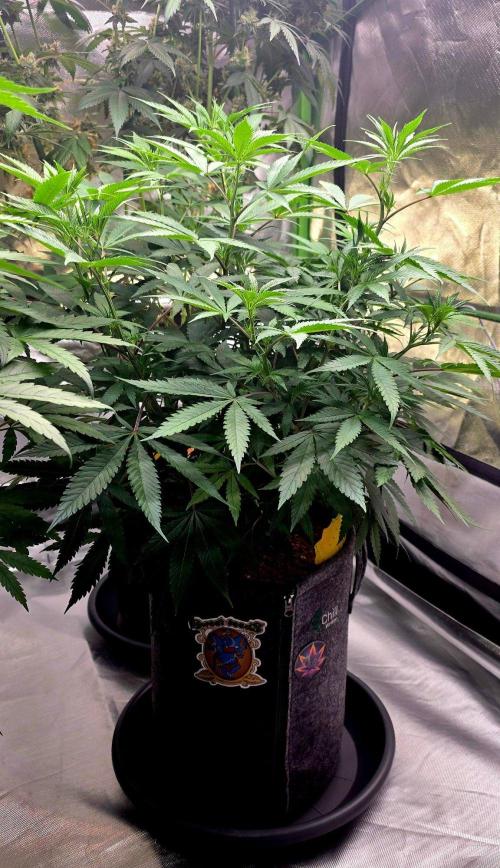 Tropicanna Poison F1 Fast Flowering. Week 9