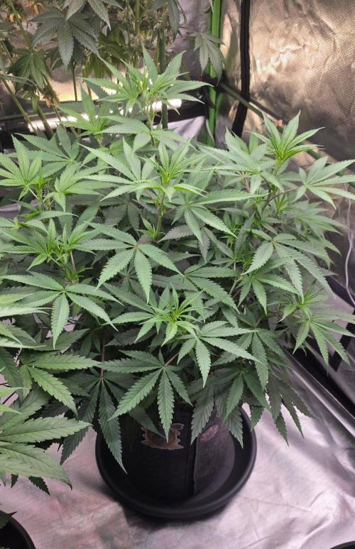Tropicanna Poison F1 Fast Flowering. Week 9