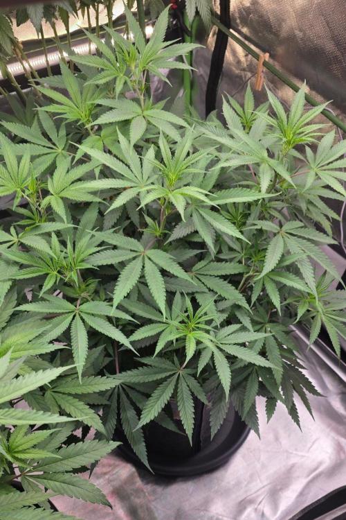 Tropicanna Poison F1 Fast Flowering. Week 9