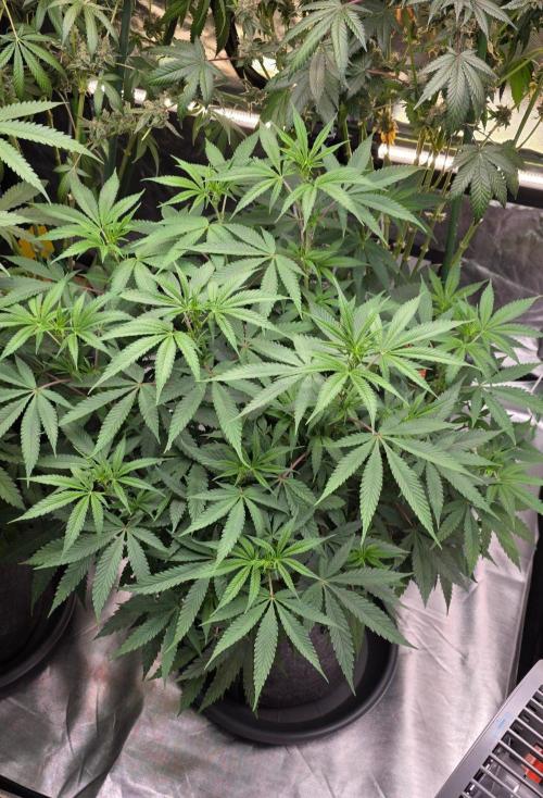 Tropicanna Poison F1 Fast Flowering. Week 9