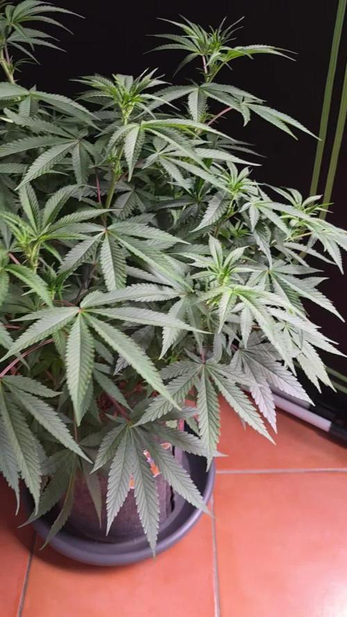 Tropicanna Poison F1 Fast Flowering