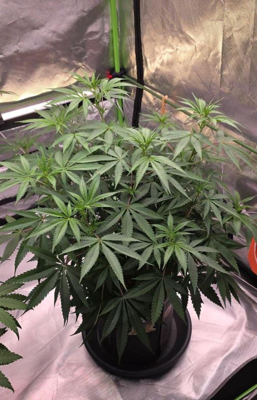 Tropicanna Poison F1 Fast Flowering. Week 9