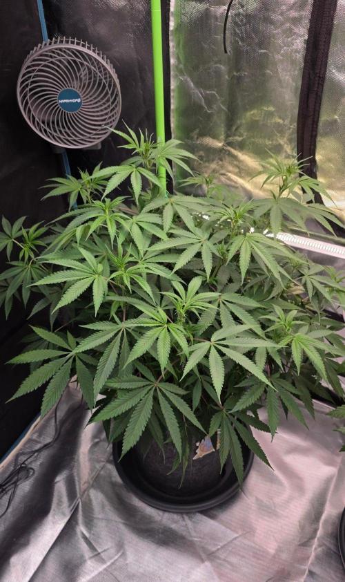 Tropicanna Poison F1 Fast Flowering. Week 9