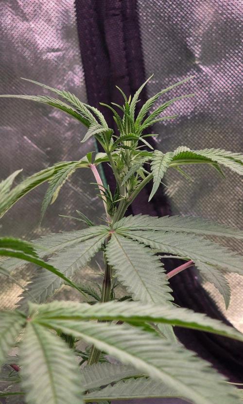 Tropicanna Poison F1 Fast Flowering. Week 9