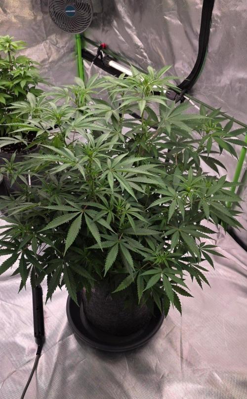 Tropicanna Poison F1 Fast Flowering. Week 9