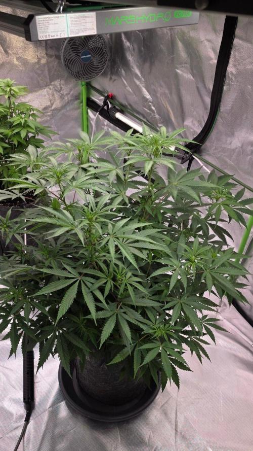 Tropicanna Poison F1 Fast Flowering. Week 9