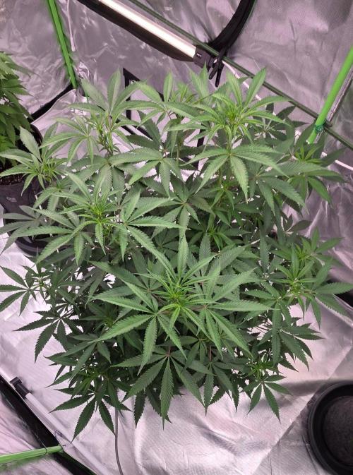 Tropicanna Poison F1 Fast Version. Week 9