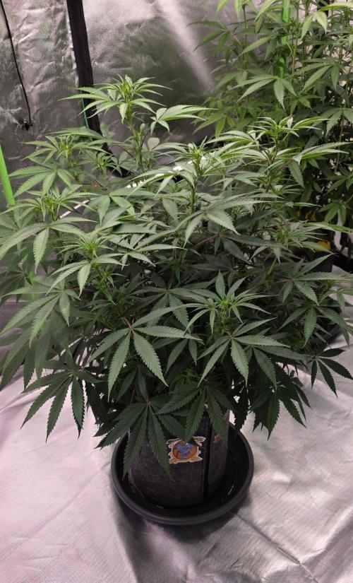 Tropicanna Poison F1 Fast Flowering. Week 10