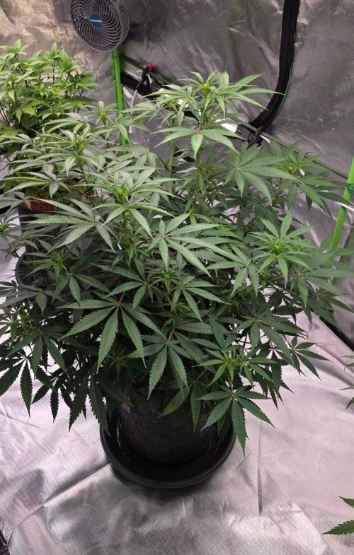 Tropicanna Poison F1 Fast Flowering. Week 10