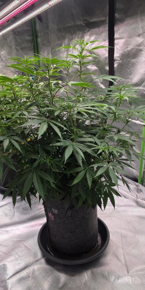 Tropicanna Poison F1 Fast Flowering. Week 10
