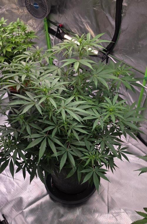 Tropicanna Poison F1 Fast Flowering. Week 10