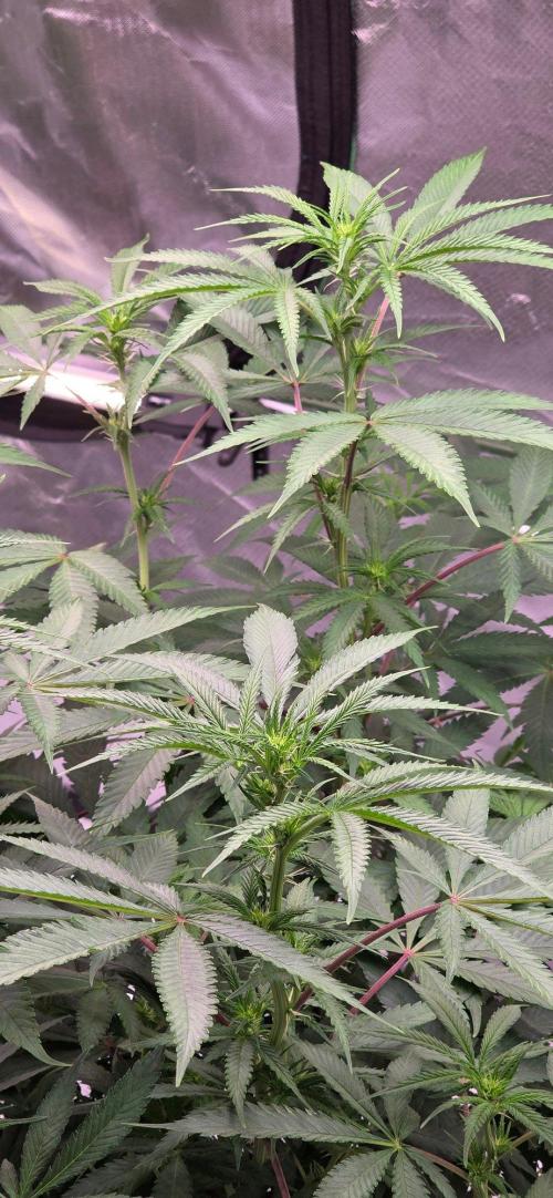 Tropicanna Poison F1 Fast Flowering. Week 10