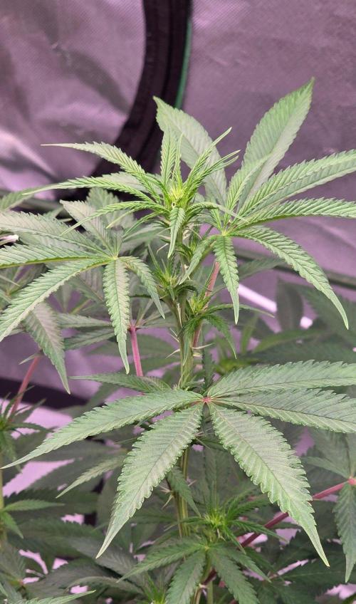 Tropicanna Poison F1 Fast Flowering. Week 10