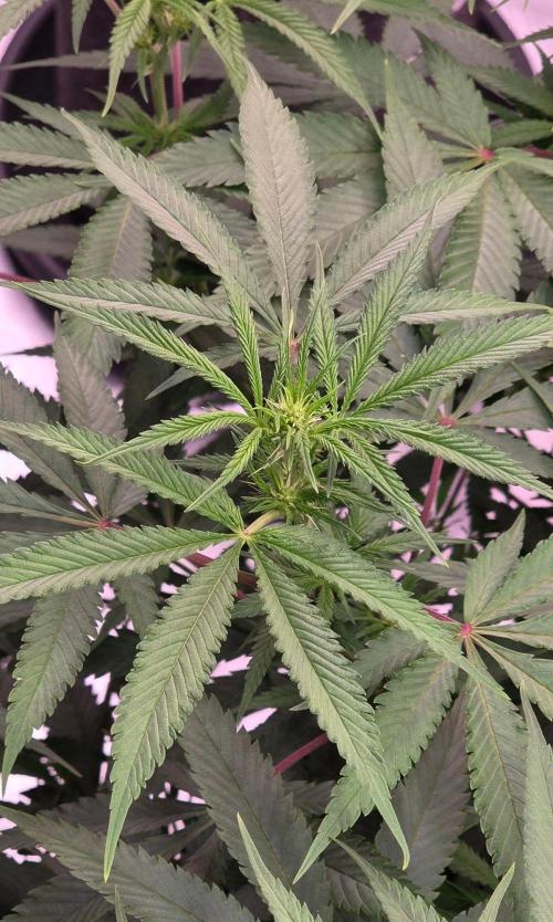 Tropicanna Poison F1 Fast Flowering. Week 10