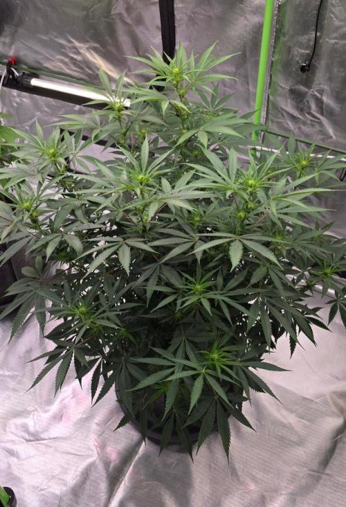 Tropicanna Poison F1 Fast Flowering. Week 10