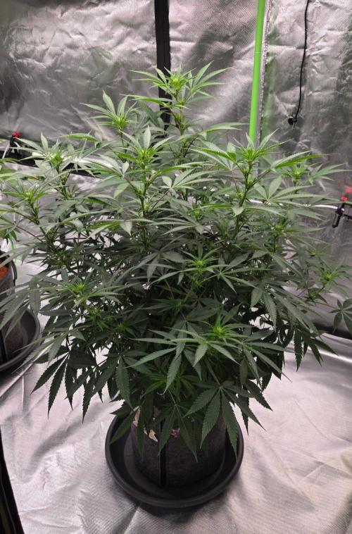 Tropicanna Poison F1 Fast Flowering. Week 10