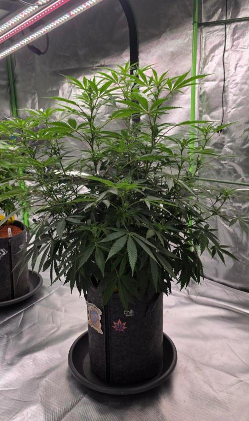 Tropicanna Poison F1 Fast Flowering. Week 10